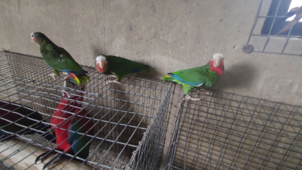 Papagaio cubano amazonas leucocephala