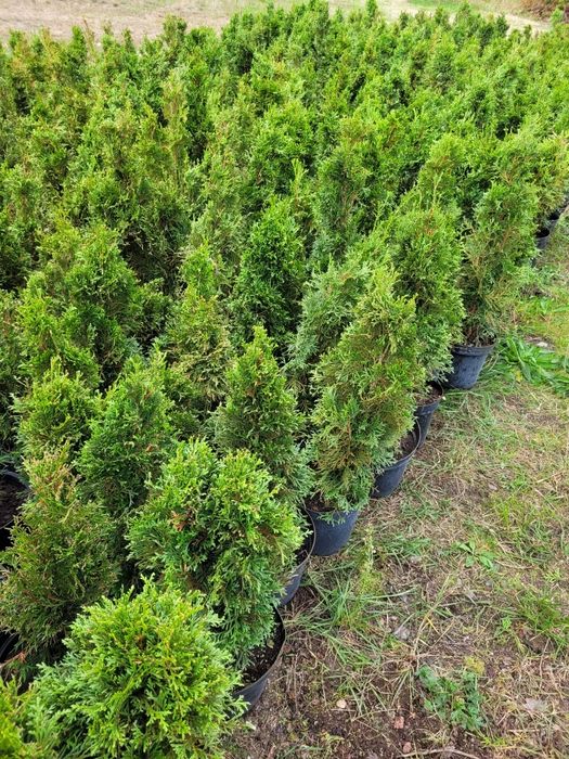 Thuja tuja szmaragd drzewko ozdobne