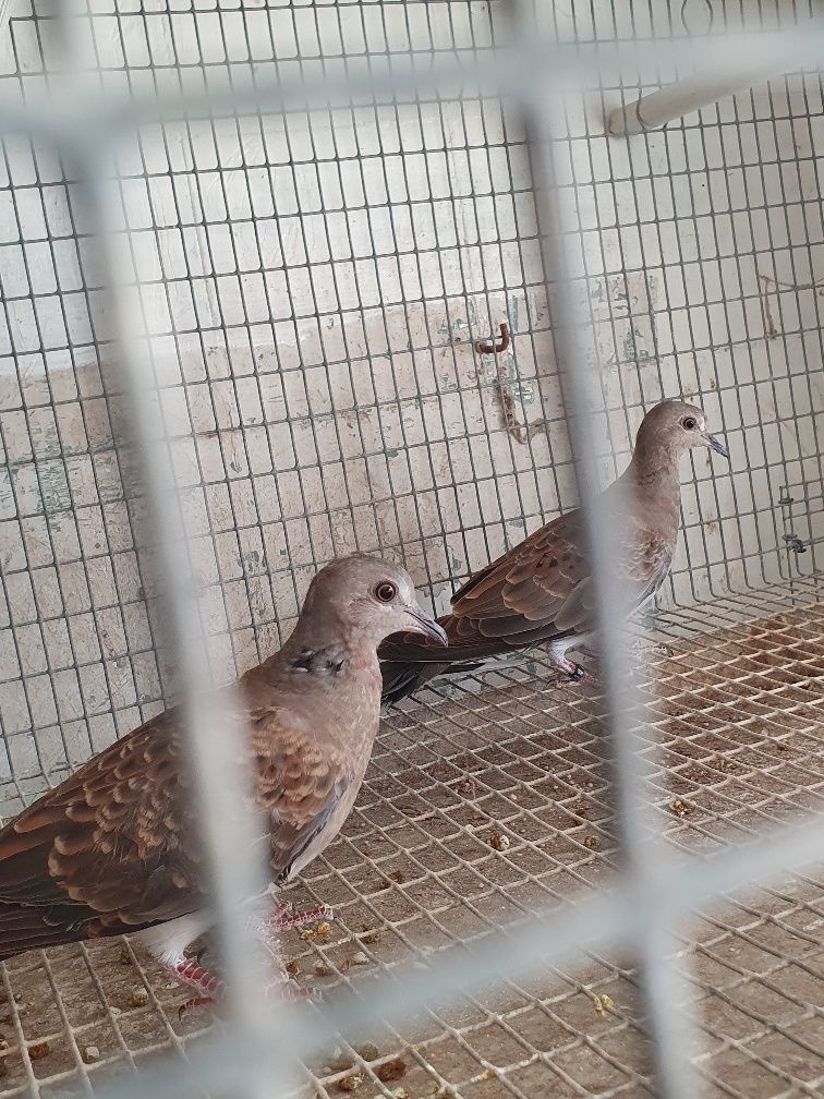 Casal de rolas Streptopelia turtur , preço casal