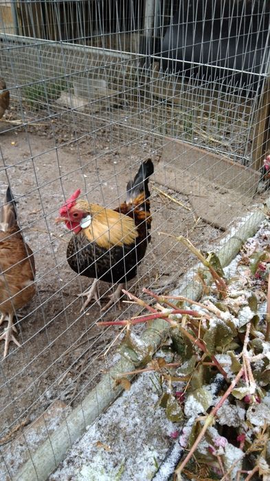 Sprzedam koguciki