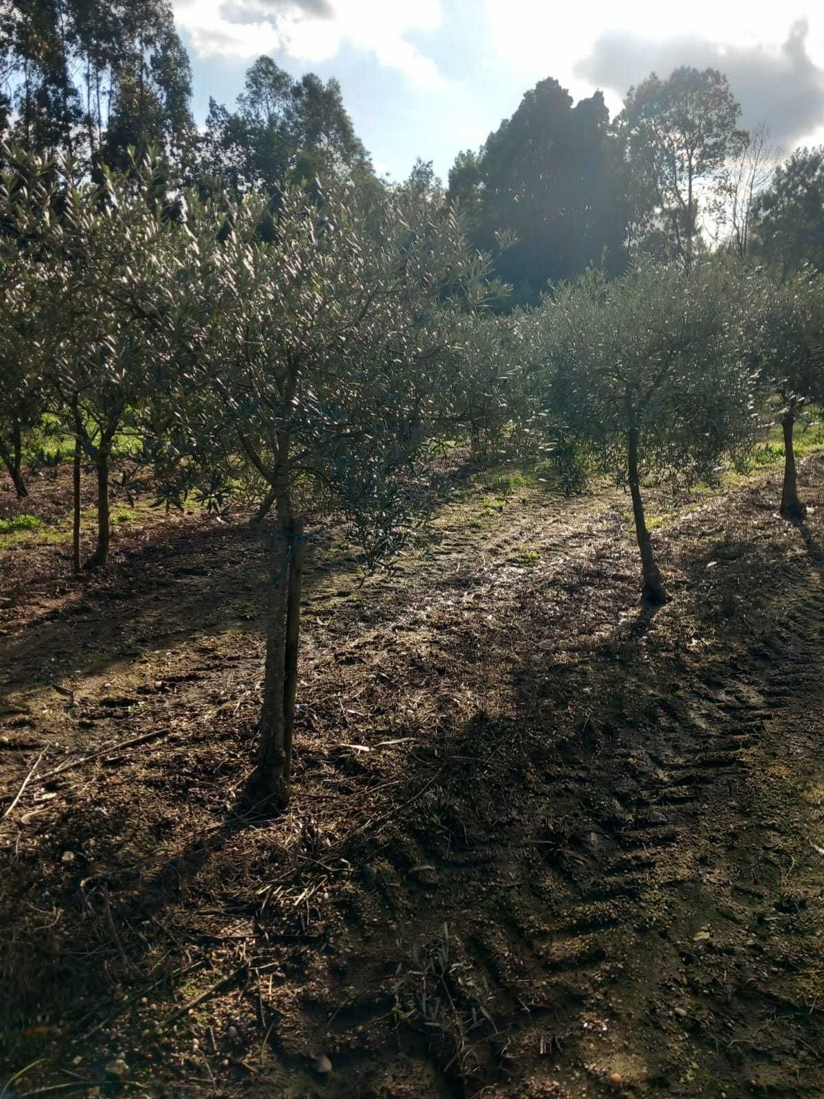 Oliveiras de jardim