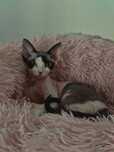 BAJKA - słodziara devon rex