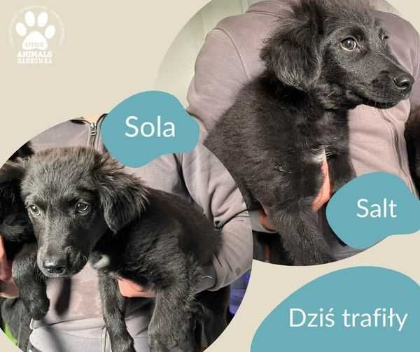 Znaleziono psy - Kostkowo/Dąbrówka k. Wejherowa