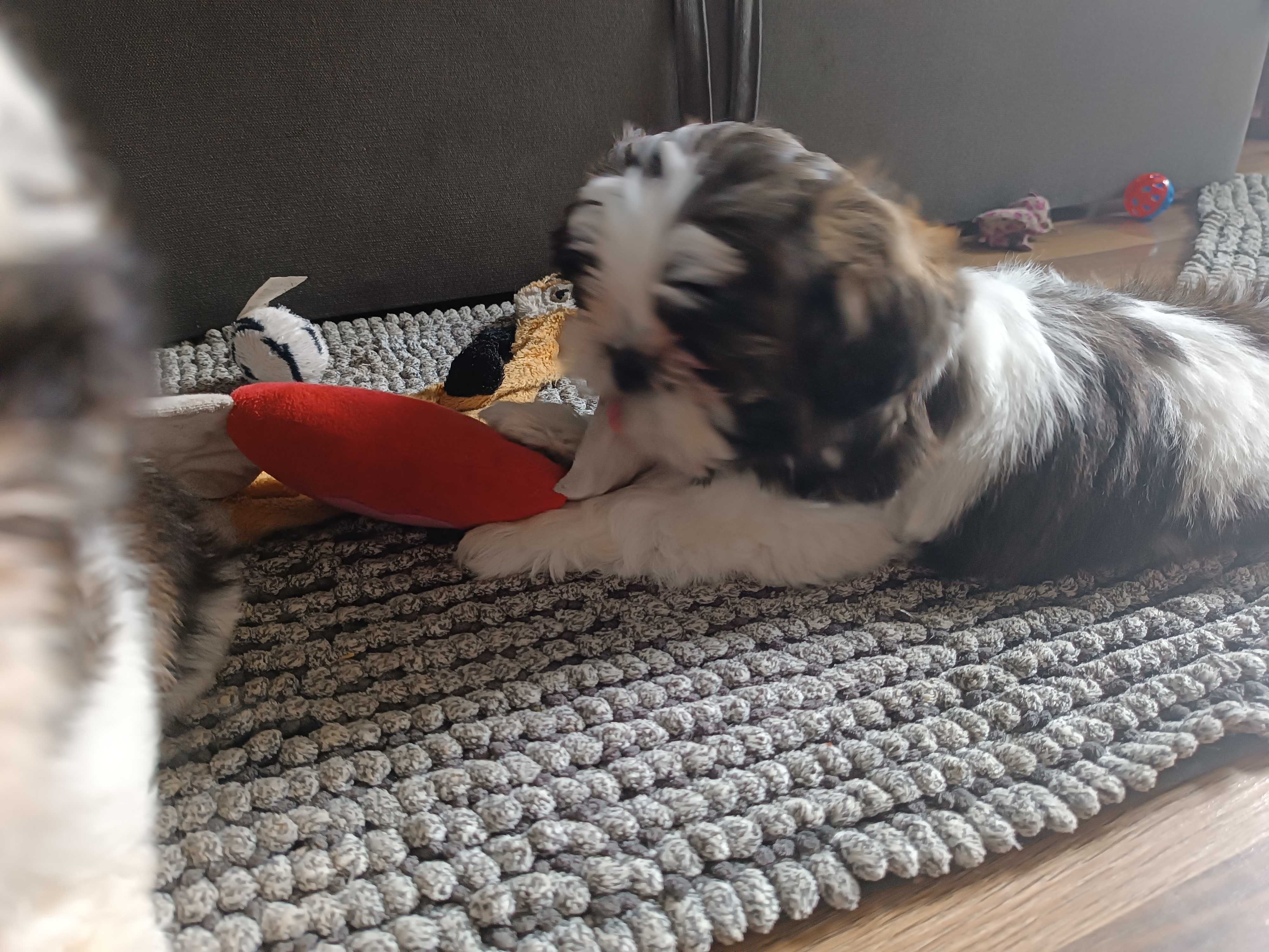 Szczeniak shih tzu