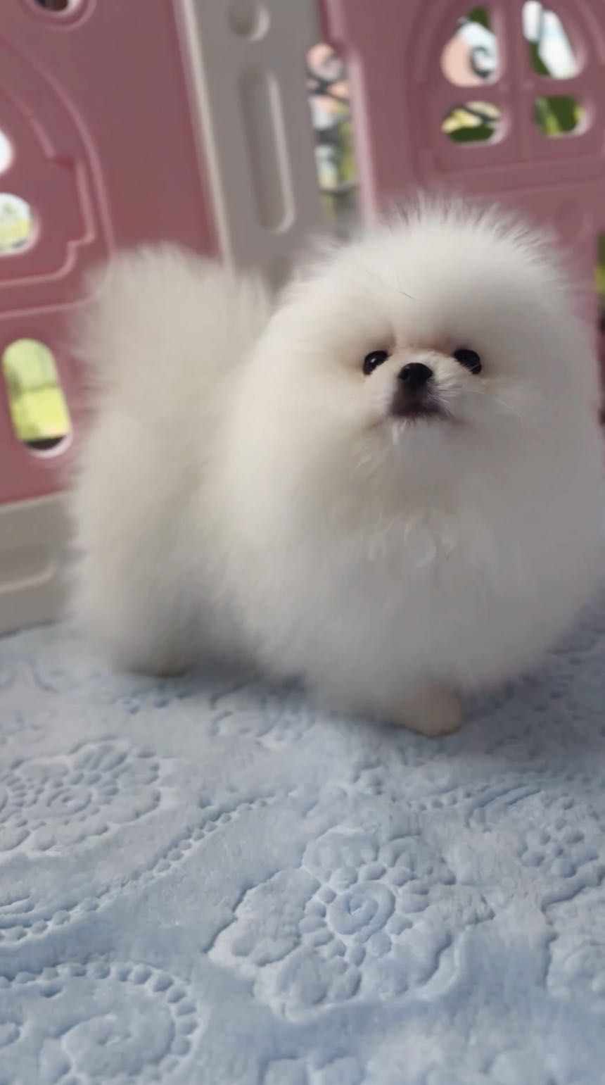 Piękny chłopak,  Pomeranian FCI