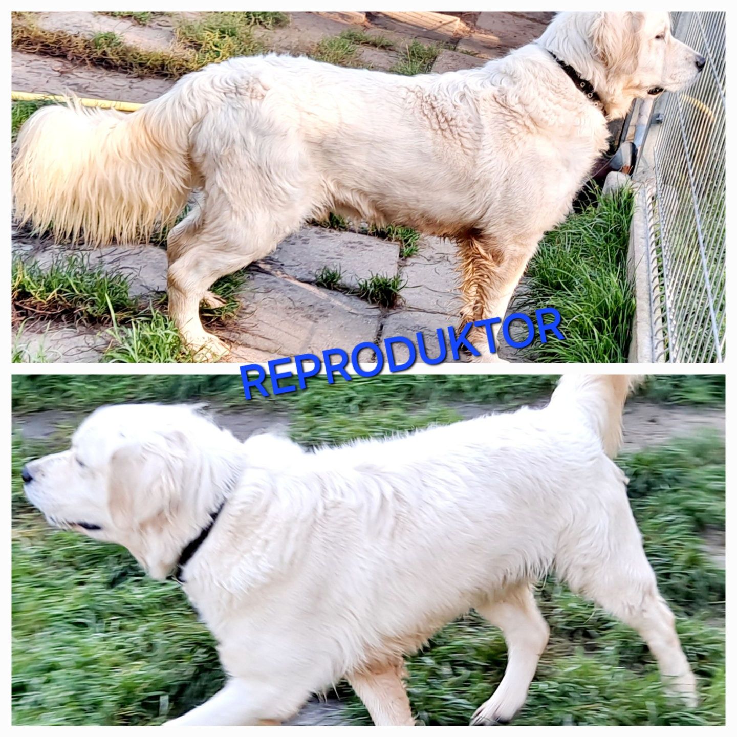 Piesek Balto Golden Retriever di odbioru RODZICE W HODOWLI