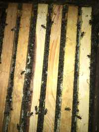 Продаж бджолопакетів з сертифікованої пасіки