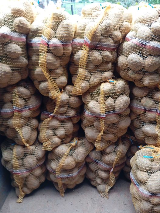 Ziemniaki jadalne Soraya