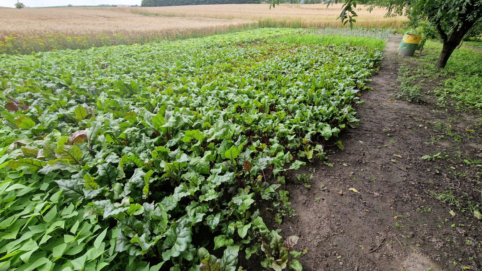 Buraczki ćwikłowe – 5 zł/kg – Szczerbięcin