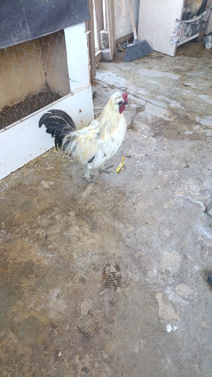 Dois galos lindíssimos a cantar