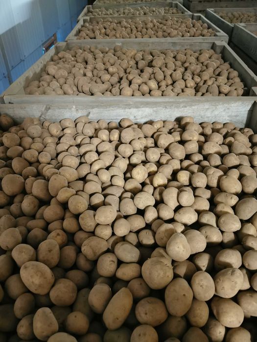 Ziemniaki paszowe odpadowe