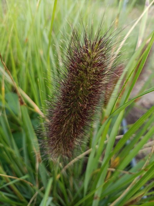 Пенісетум японікум. Саджанці. Декоративні злаки