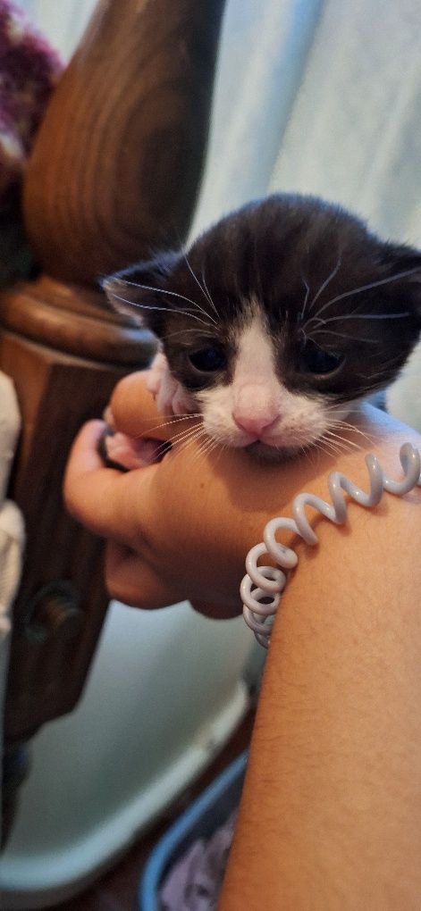 Estou a doar 4 gatinhos pequeninos