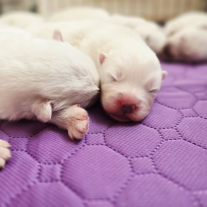 Samoyed, już są! Szczenięta ZKwP!