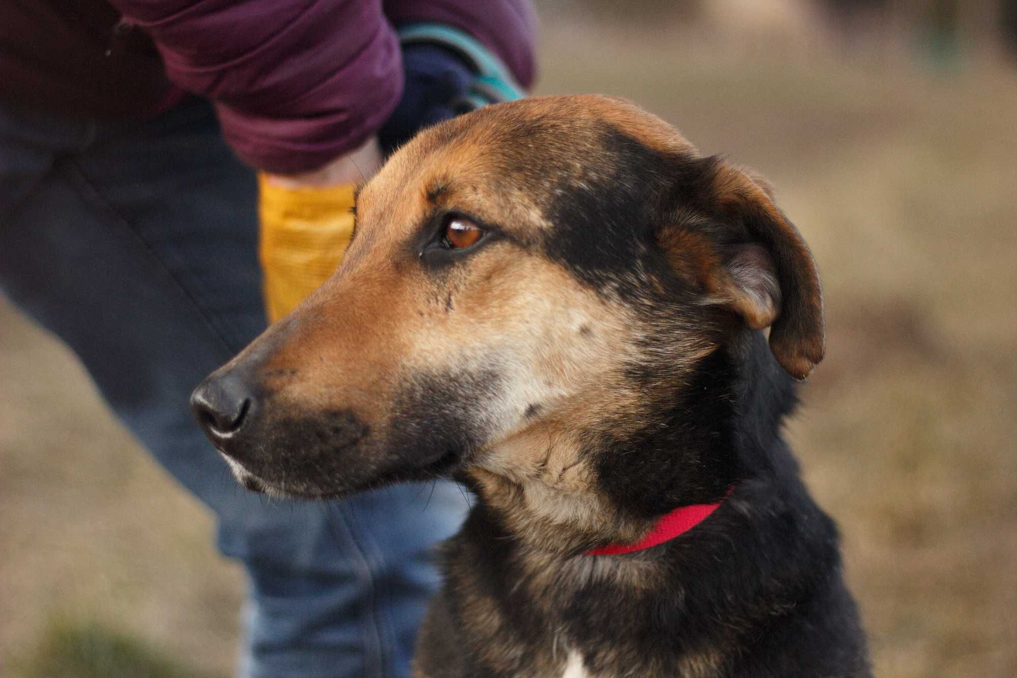 DODO - Schronisko Canis w Kruszewie