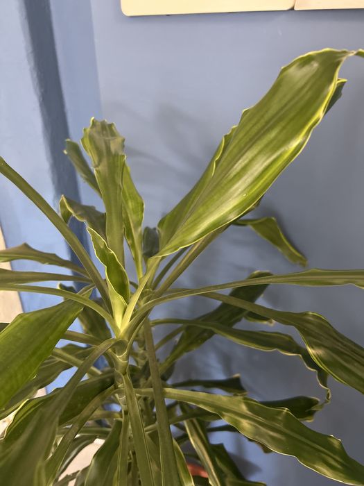 Planta de interor Dracaena