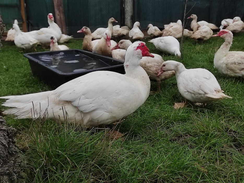 Мускусні качки важка лінія німецька селекція, молодняк та дорослі