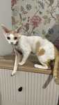 Devon rex rudo  bialy kocurek, FPL rodowod