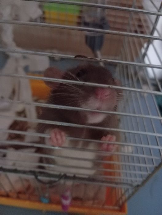 Домашні щурики люблять людей