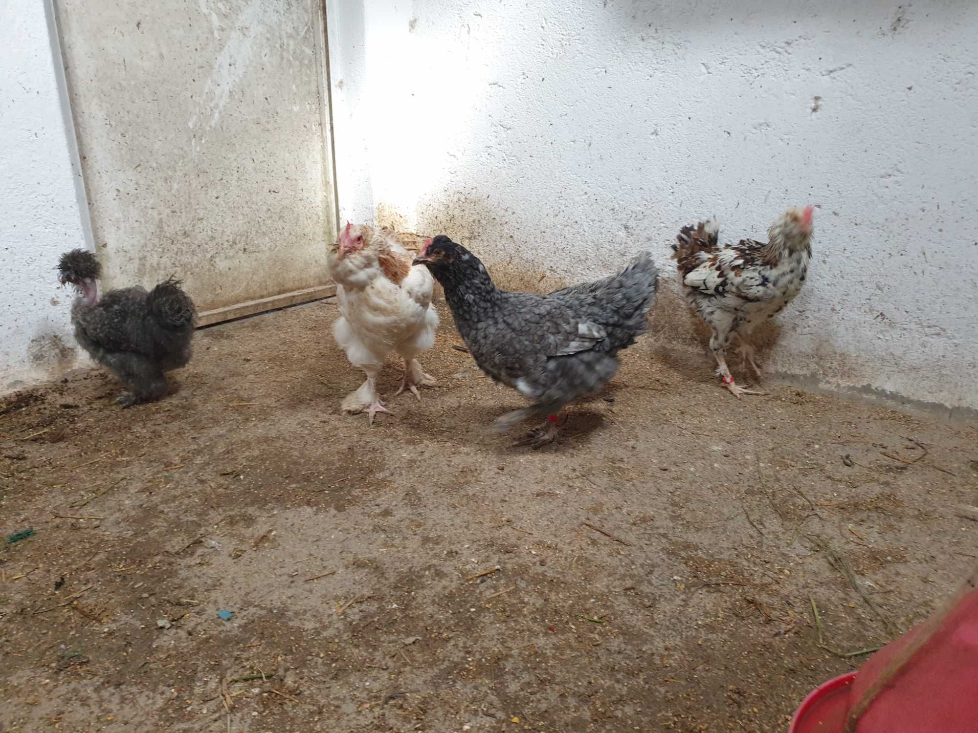 Varios animais galinhas,patos,perus,coelhos..