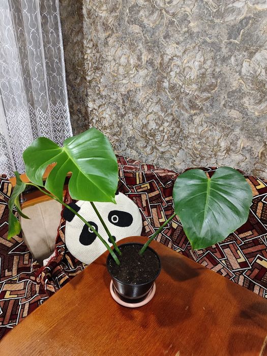 Продам верхушку красивой монстеры