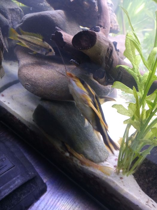 Sum liniowy sprzedam