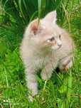 Котик персик в добрі руки