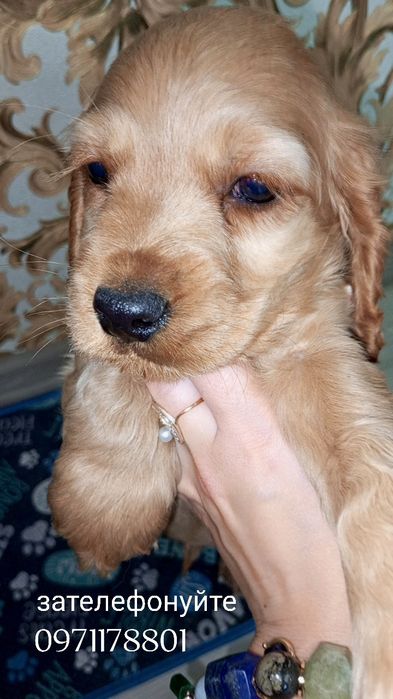 Промінчики сонечка є - це англійські кокер-спанієлі