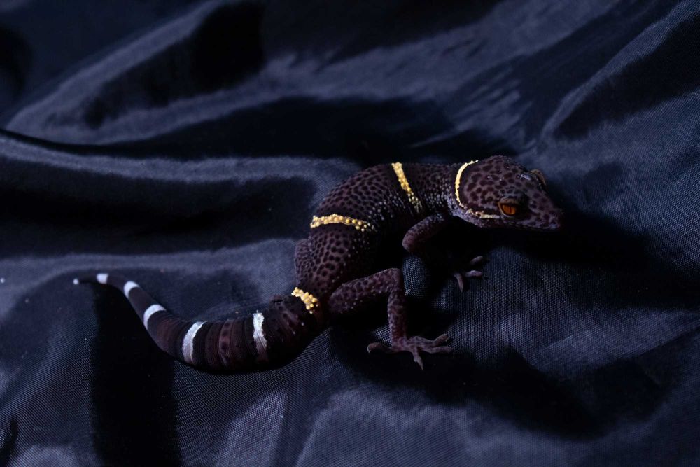 Goniurosaurus hainanensis, gekony chińskie Warszawa