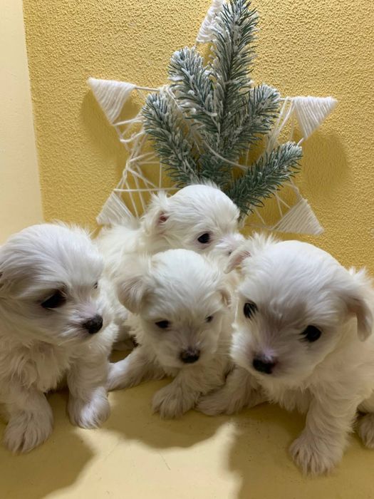 Мальтезе, мальтійська болонка