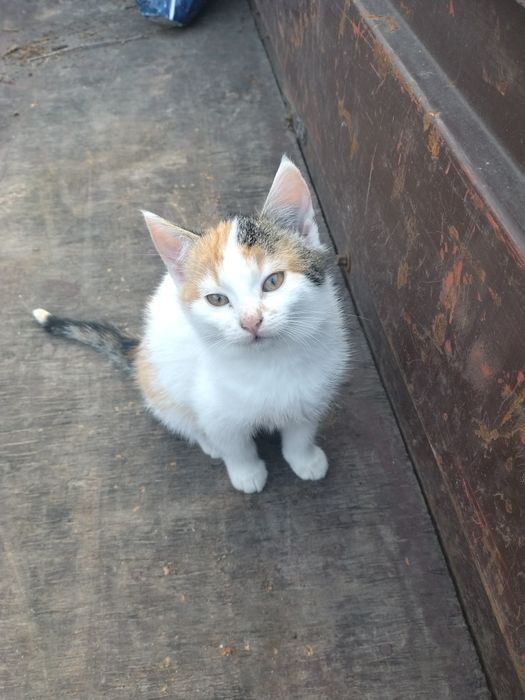 Oddam  kotkę małą