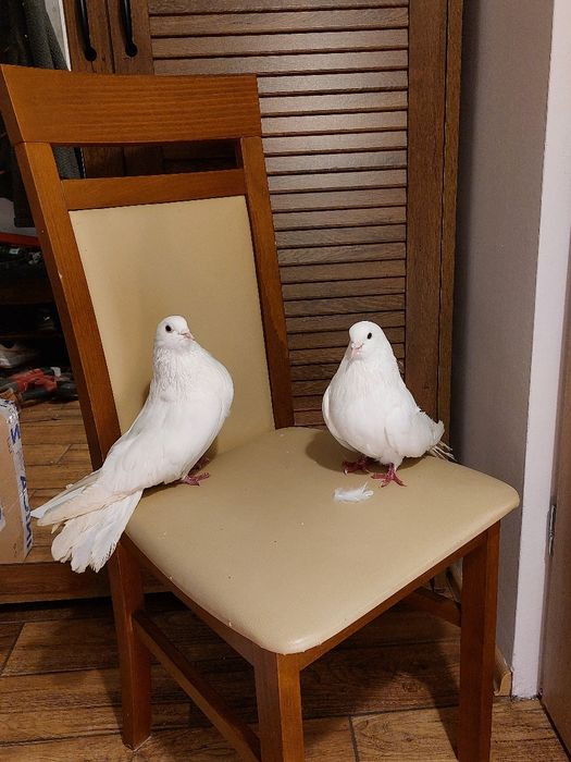 Gołębie mikołajewskie