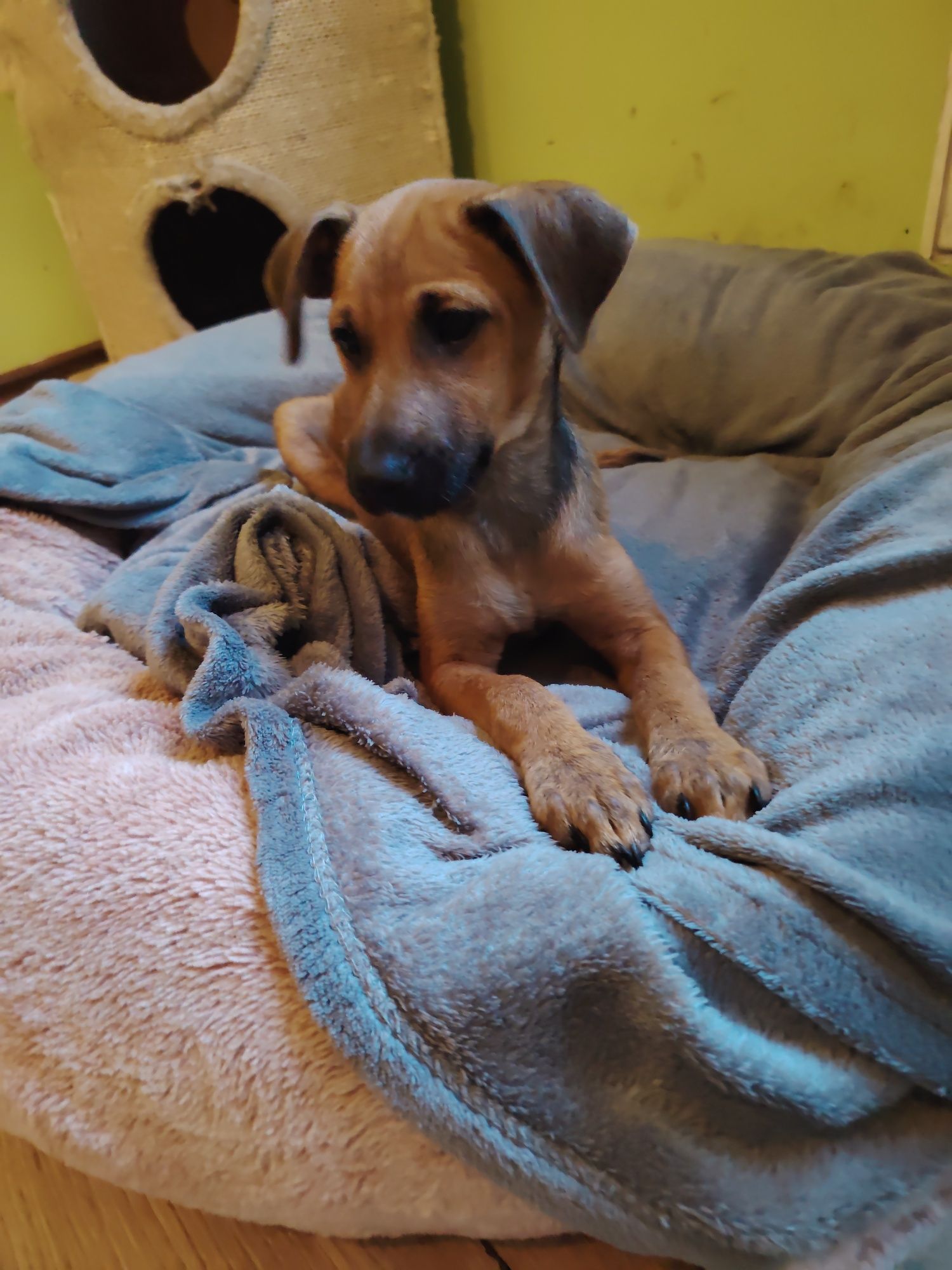 Borysek do adopcji