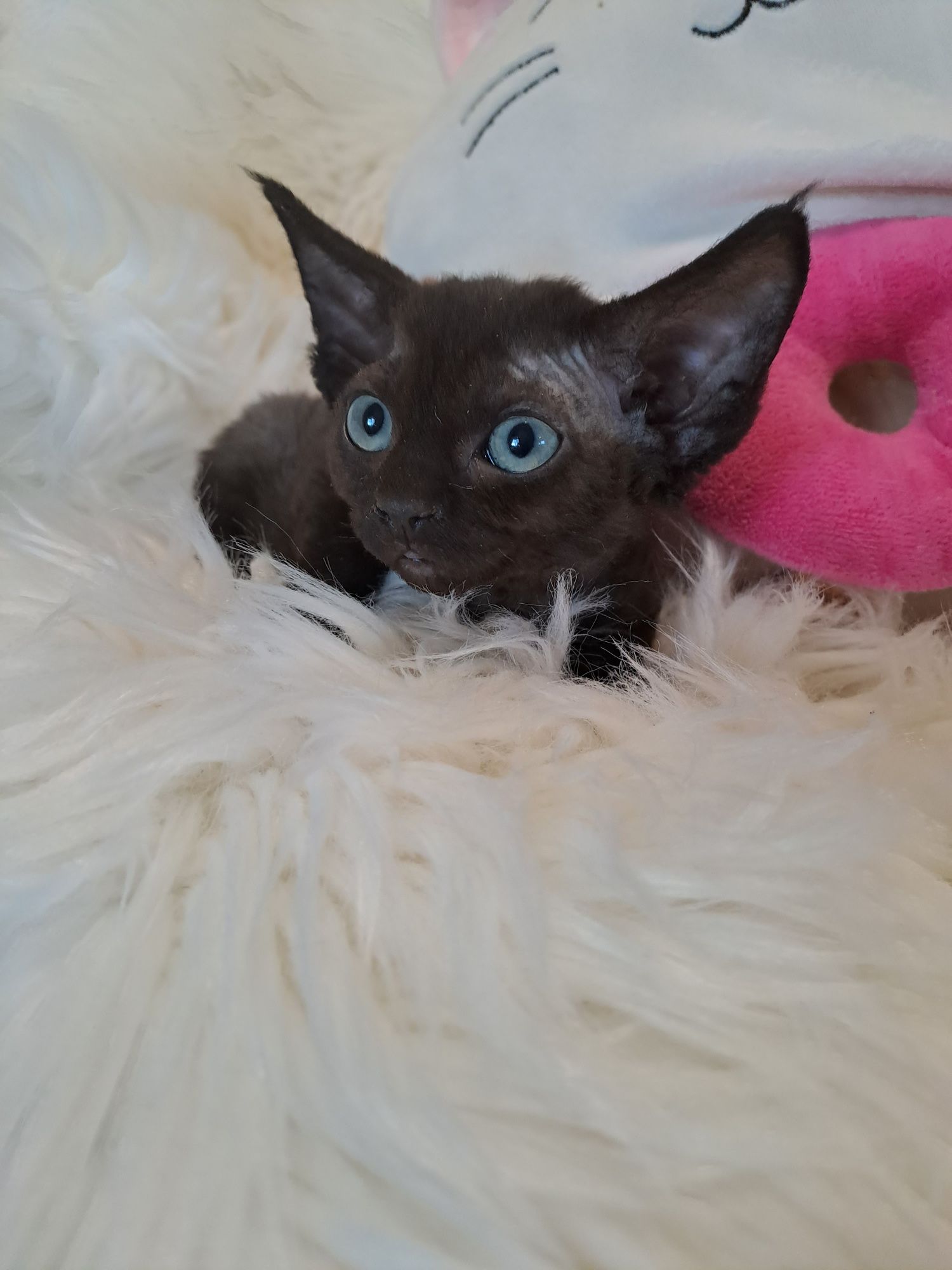 **POLI**devon rex black kotka do rezerwacji