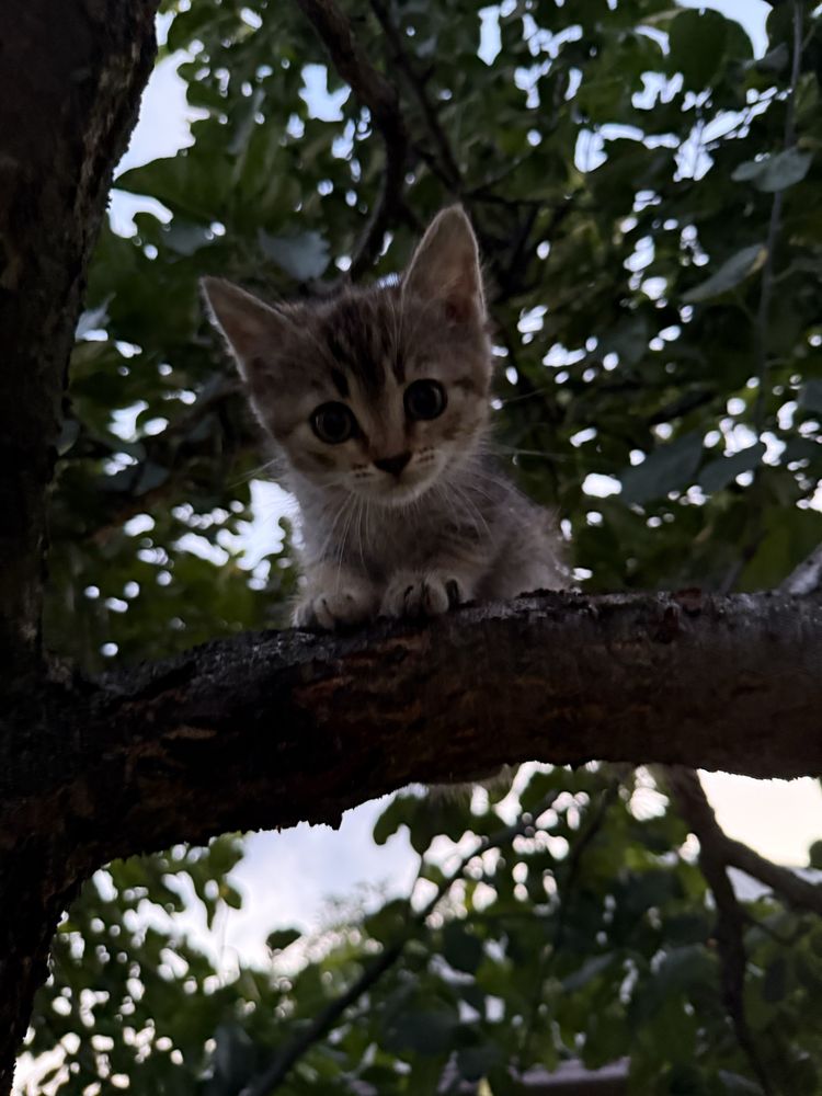 Кошенятко шукає родину. Котики