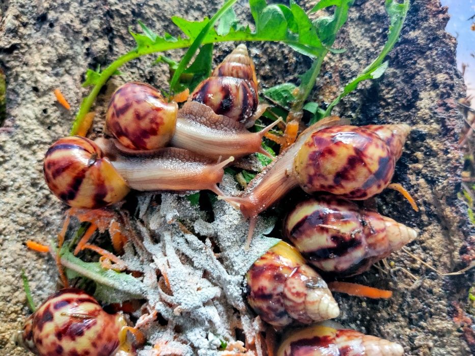 Улитки ахатины косметические и все для них