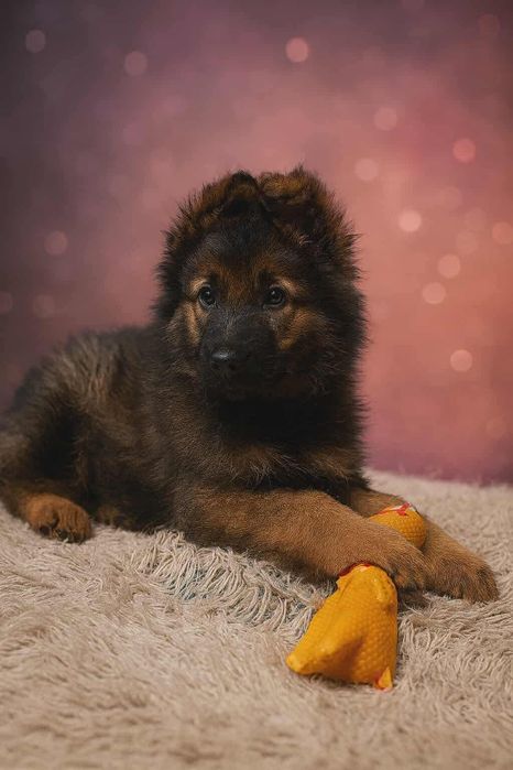 Noel -w typie Owczarek Niemiecki,szuka domu.