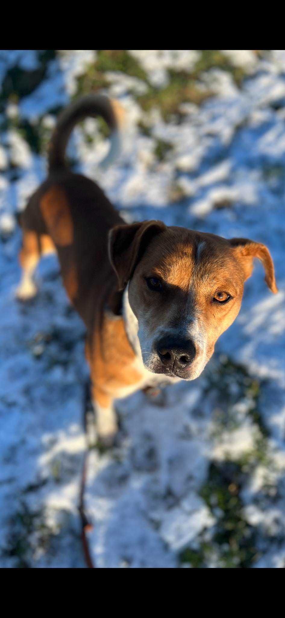 Laki - cudny psiak do adopcji Szczecin / Choszczno