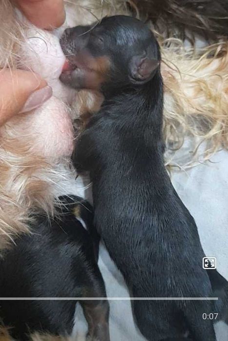 Міні йоркширський тер'єр, міні йорк