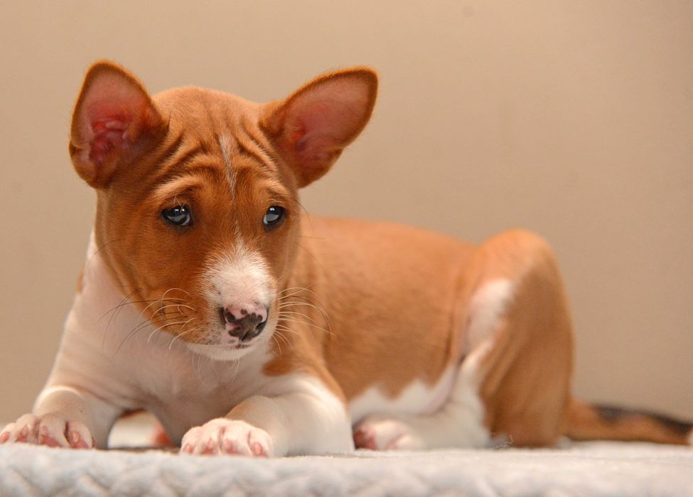 Basenji szczenię biało rude zapowiedź miotu
