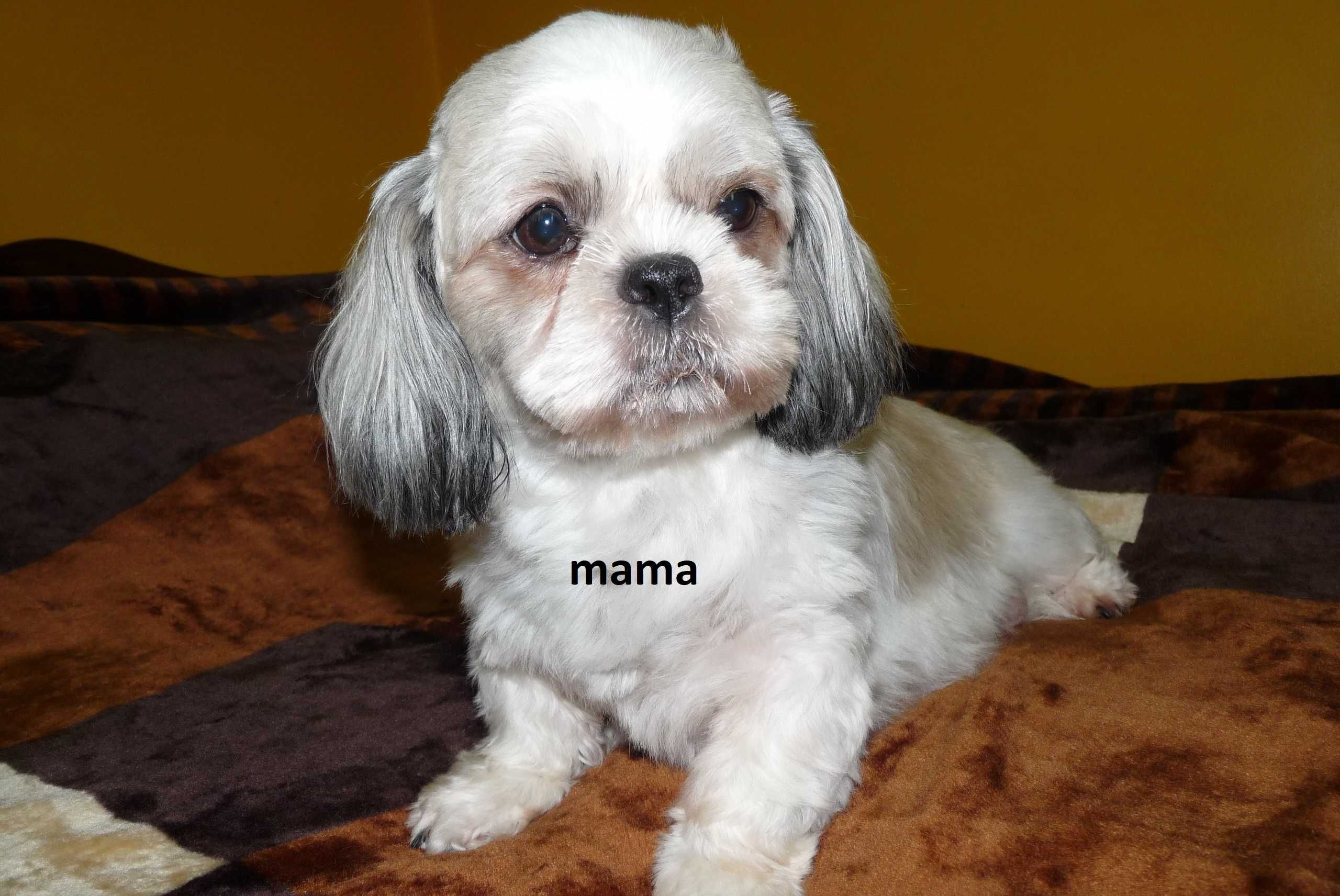 Shih Tzu, piesek Simba do odbioru od 19 lipca.