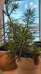 Rośliny doniczkowe Clusia, monstera, daktylowiec, Philodendron,starzec