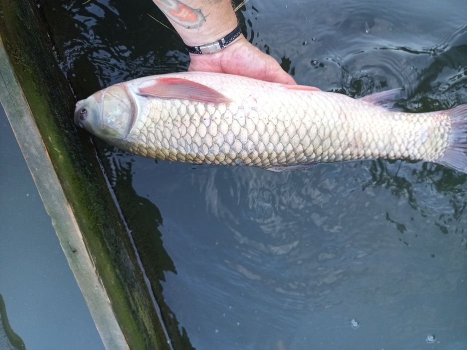 amur duży 1.5-2.5 kg