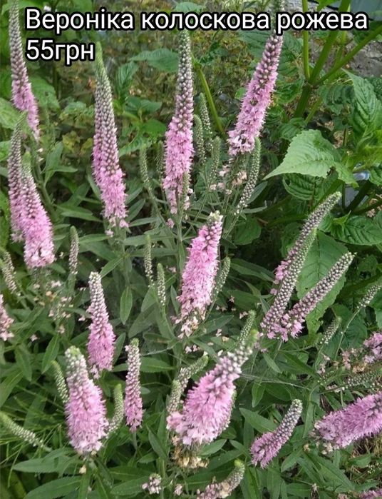 Вероника простертая многолетняя, грунтопокривна вероніка багаторічна