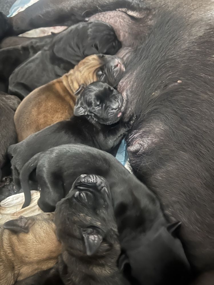 Szczenię Cane Corso