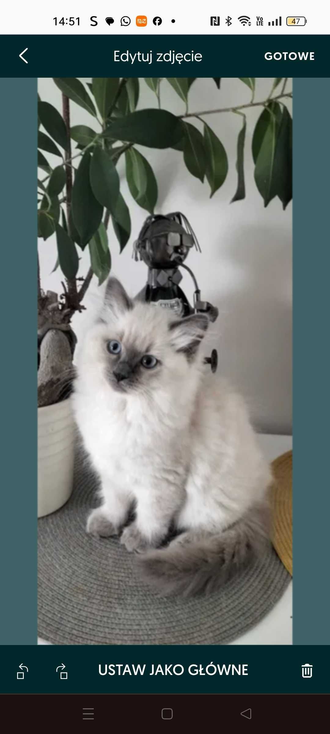 Śliczny kocurek Ragdoll