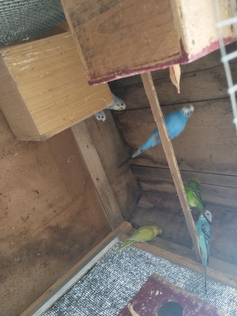Vendo lote de 8 periquitos