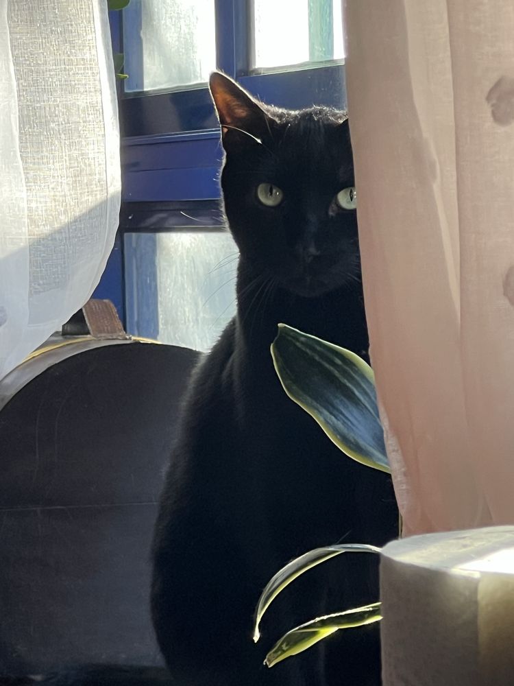 Petsitter Aveiro e arredores
