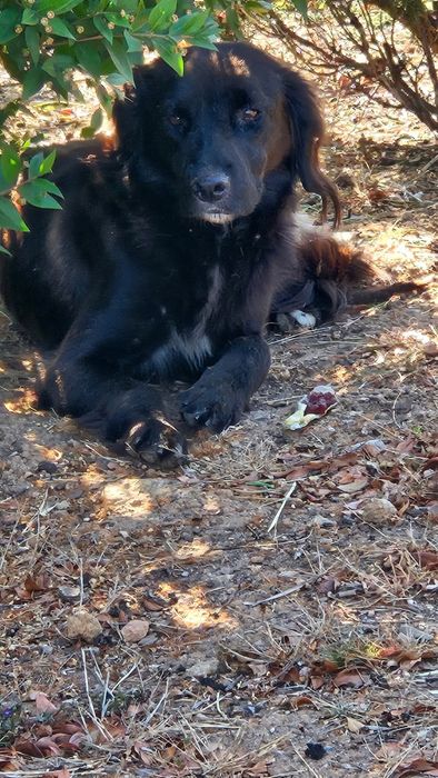 Eri- A Cadelinha resgatada pelos bombeiros!