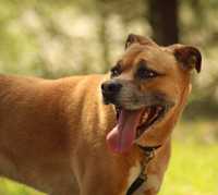 Kozak w typie TTB - 7 letni wspanialy pies i nadal bez domu :(